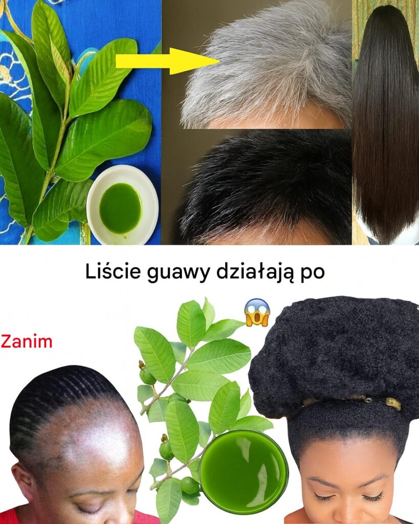 Li_cie_guawy__naturalny_zastrzyk_energii_dla_zdrowia_w_os_w Li_cie_guawy__naturalny_zastrzyk_energii_dla_zdrowia_w_os_w