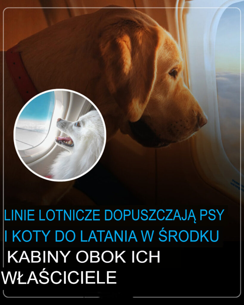 Linie_lotnicze__kt_re_pozwol__na_przewo_enie_ps_w_i_kot_w_w_kabinie Linie_lotnicze__kt_re_pozwol__na_przewo_enie_ps_w_i_kot_w_w_kabinie