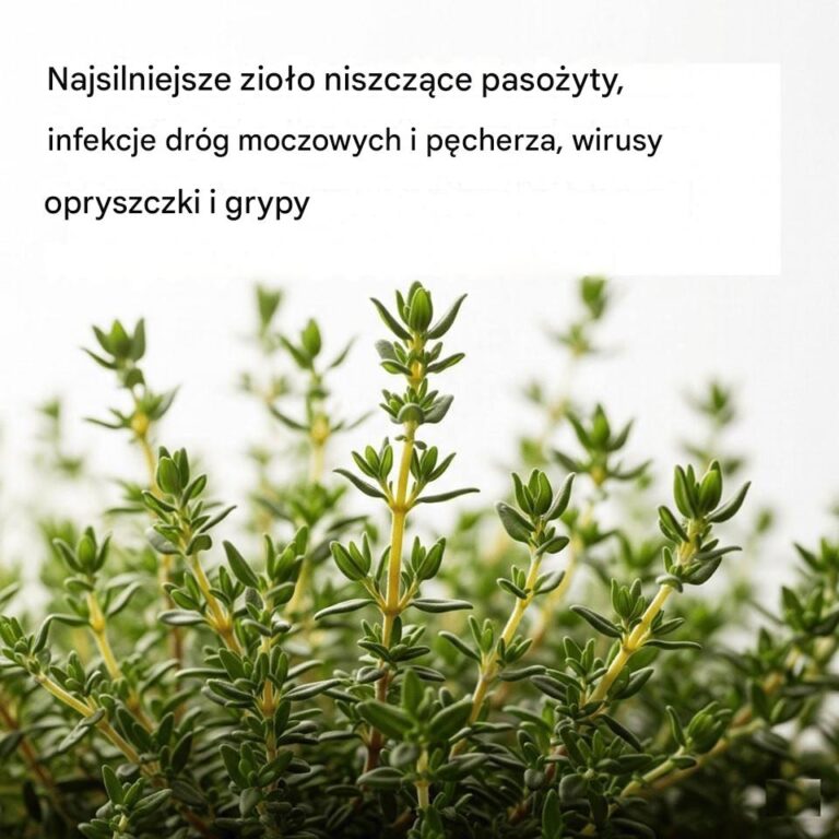 NAJSILNIEJSZE_ZIO_O__KT_RE_NISZCZY_PASO_YTY__INFEKCJE_DR_G_MOCZOWYCH_I_P_CHERZA__WIRUSY_OPRYSZCZKI_I_GRYPY