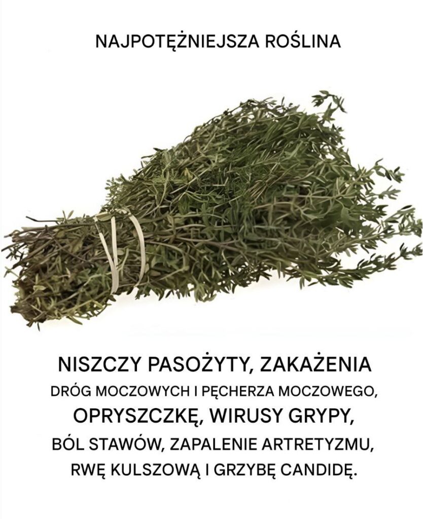 Nale_y_do_najpot__niejszych_ro_lin_na__wiecie_ Nale_y_do_najpot__niejszych_ro_lin_na__wiecie_