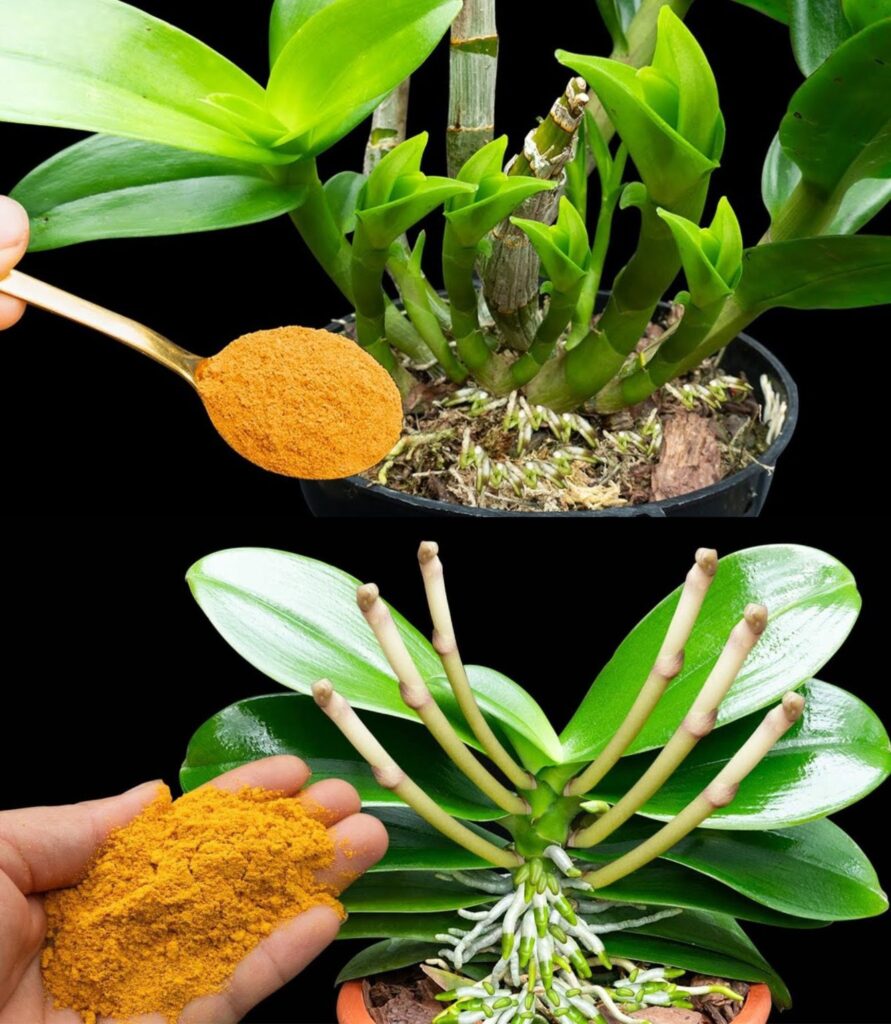 Naturalne_Metody_Ochrony_Orchidei__Jak_Zapobiega__Chorobom_i_Bakteriom Naturalne_Metody_Ochrony_Orchidei__Jak_Zapobiega__Chorobom_i_Bakteriom