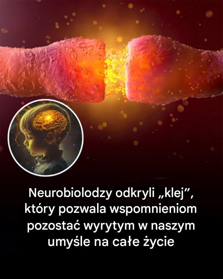 Neurobiolodzy_w_ko_cu_odkryli_klej__kt_ry_pozwala__aby_wspomnienia_pozosta_y_utrwalone_na_ca_e__ycie