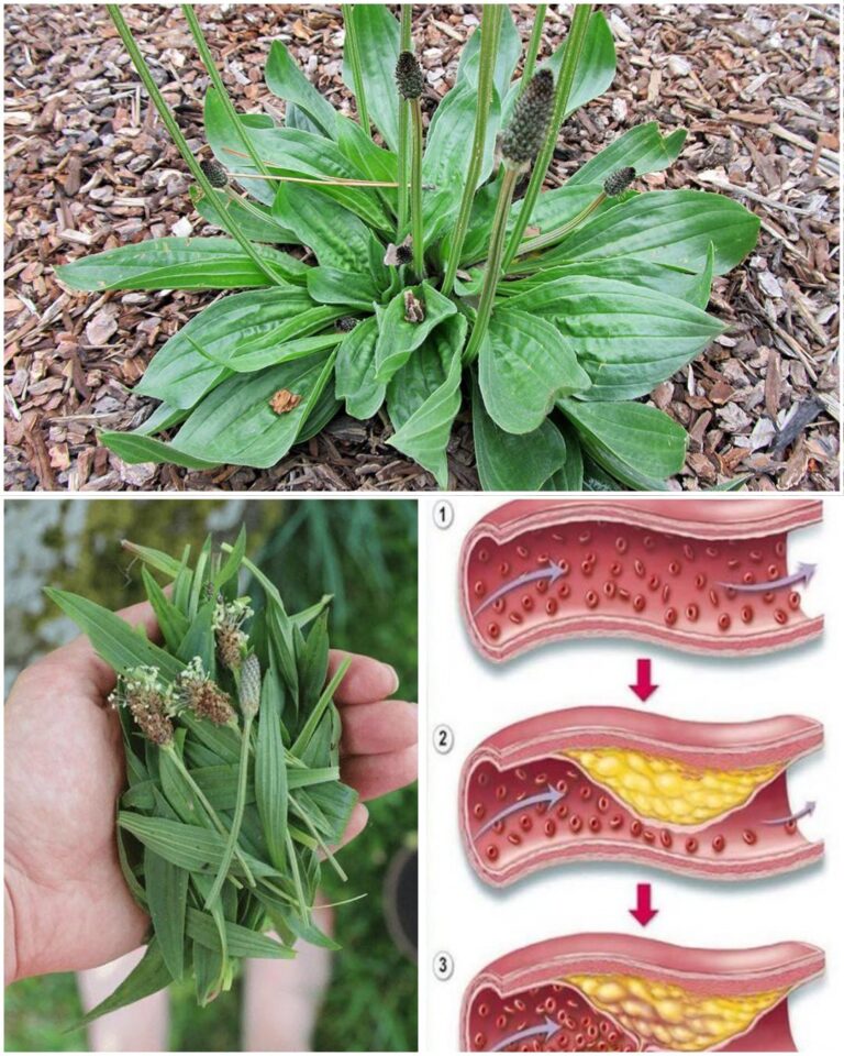 Niesamowite_korzy_ci_z_Plantago_Lanceolata_i_jak_j__wykorzysta_