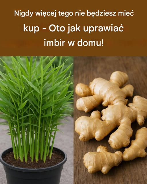 Nigdy_wi_cej_tego_nie_kupisz___Oto_jak_uprawia__imbir_w_domu_ Nigdy_wi_cej_tego_nie_kupisz___Oto_jak_uprawia__imbir_w_domu_