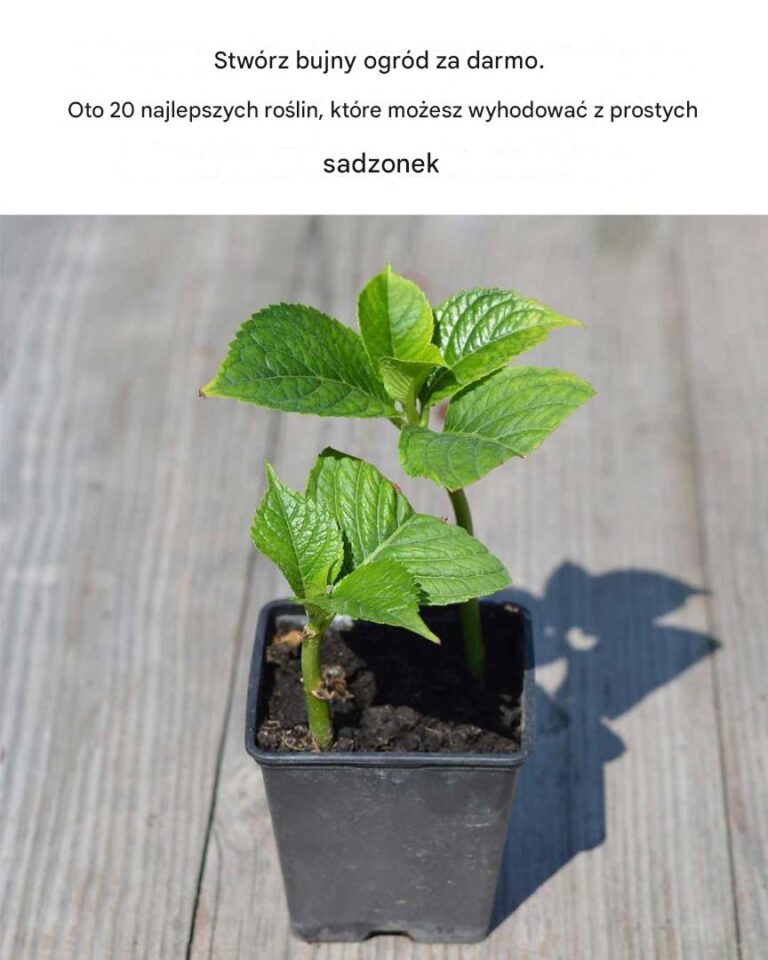 Nikt_mi_o_tym_nie_powiedzia_