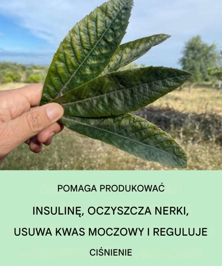 Odkryj_nieoczekiwane_zalety_tego_li_cia__detoksykacja_nerek__regulacja_kwasu_moczowego_i_r_wnowa_enie_ci_nienia_krwi