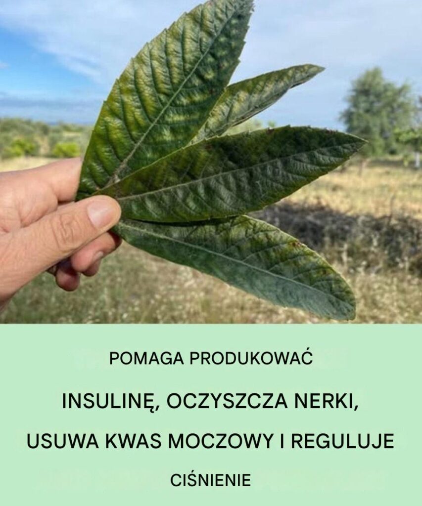 Odkryj_nieoczekiwane_zalety_tego_li_cia__detoksykacja_nerek__regulacja_kwasu_moczowego_i_r_wnowa_enie_ci_nienia_krwi Odkryj_nieoczekiwane_zalety_tego_li_cia__detoksykacja_nerek__regulacja_kwasu_moczowego_i_r_wnowa_enie_ci_nienia_krwi