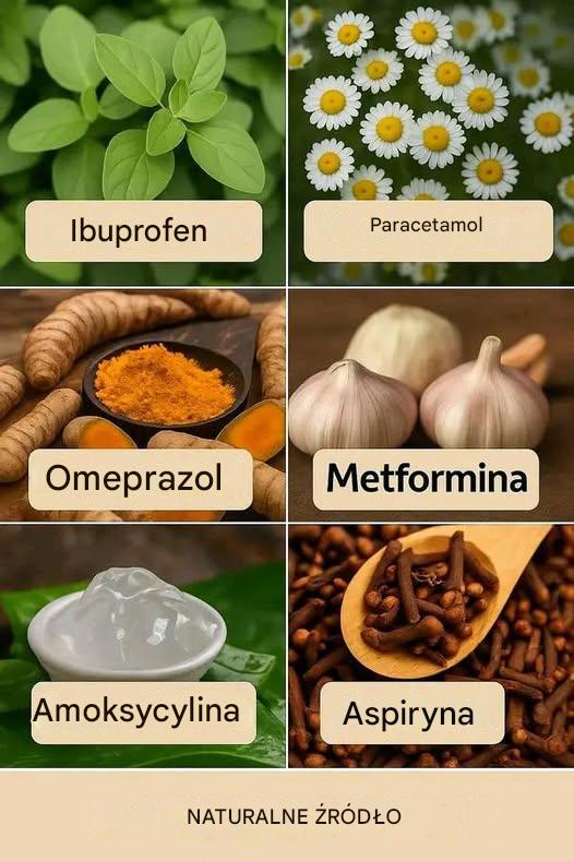 Odkrywaj_c_Potencja__Ro_lin_i_Naturalnych__rodk_w