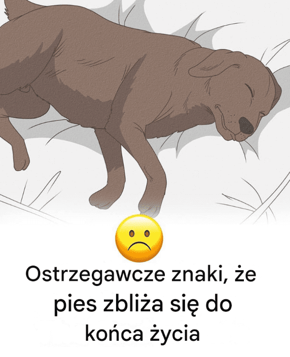 Ostrzegawcze_znaki___e_pies_zbli_a_si__do_ko_ca__ycia Ostrzegawcze_znaki___e_pies_zbli_a_si__do_ko_ca__ycia