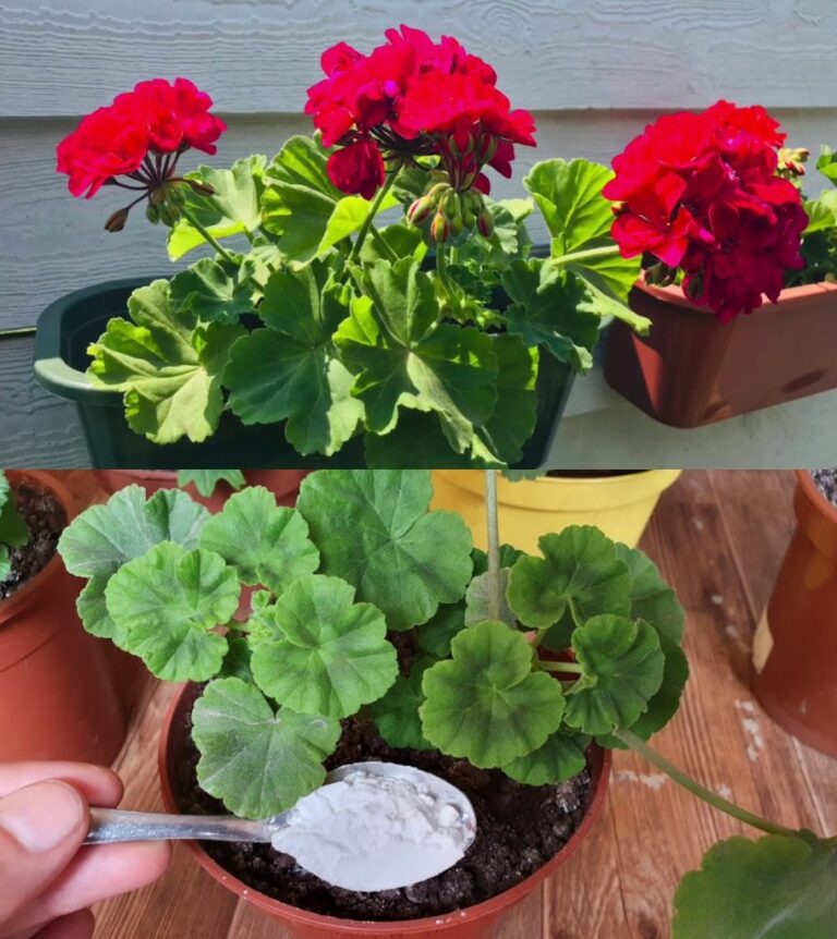 Oto_jak_mie__pelargonie_pe_ne_kwiat_w__trzeba_je_tak_podlewa____eby_zawsze_by_y_bujne