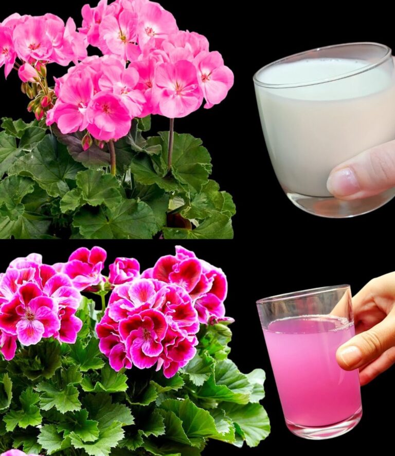 Oto_jak_mie__pi_kne_i_kolorowe_pelargonie__aby_upi_kszy__ogr_d-1