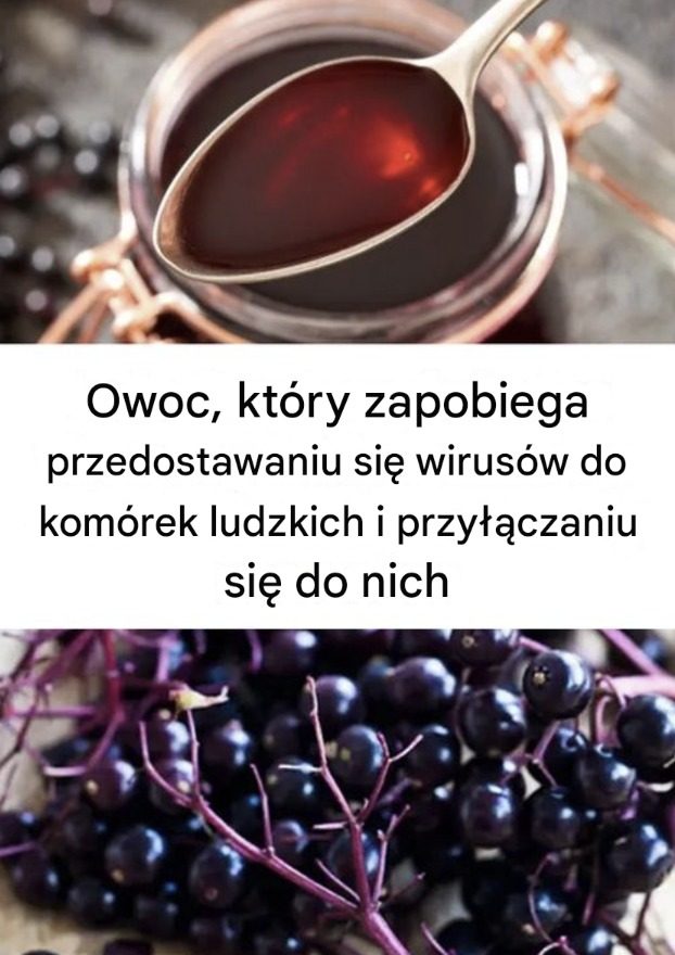 Owoc__kt_ry_zapobiega_przedostawaniu_si__wirus_w_do_kom_rek_ludzkich_i_przy__czaniu_si__do_nich Owoc__kt_ry_zapobiega_przedostawaniu_si__wirus_w_do_kom_rek_ludzkich_i_przy__czaniu_si__do_nich