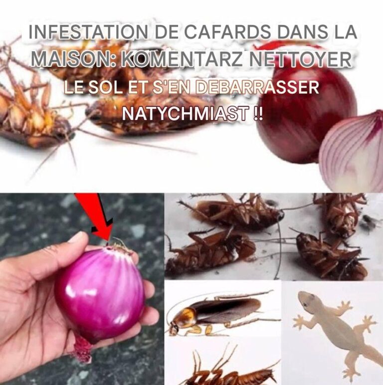 Plaga_robak_w_w_domu__komentarz_na_temat_s_o_ca_i_natychmiastowo_ci__