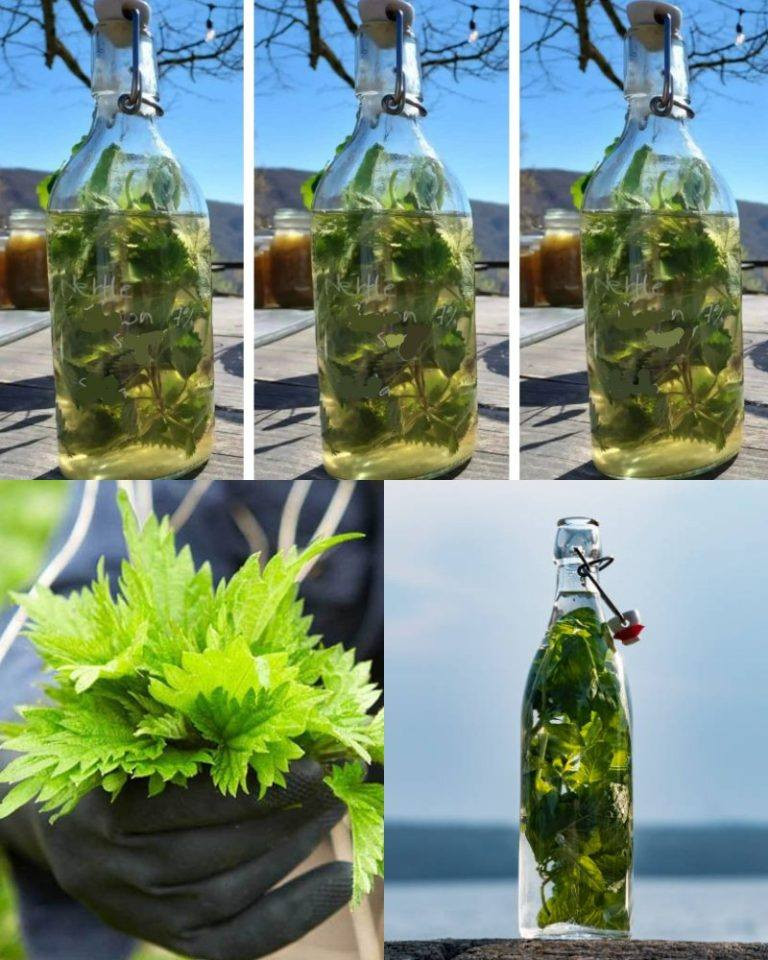 Pokrzywa_w_ALKOHOLU_jest_silniejsza_od_ka_dego_lekarstwa__mawia__m_j_dziadek__zapami_taj_ten_przepis_na__ycie_ Pokrzywa_w_ALKOHOLU_jest_silniejsza_od_ka_dego_lekarstwa__mawia__m_j_dziadek__zapami_taj_ten_przepis_na__ycie_