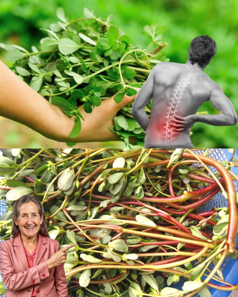 Portulaka___naturalne_wsparcie_dla_zdrowia_plec_w_i_staw_w Portulaka___naturalne_wsparcie_dla_zdrowia_plec_w_i_staw_w