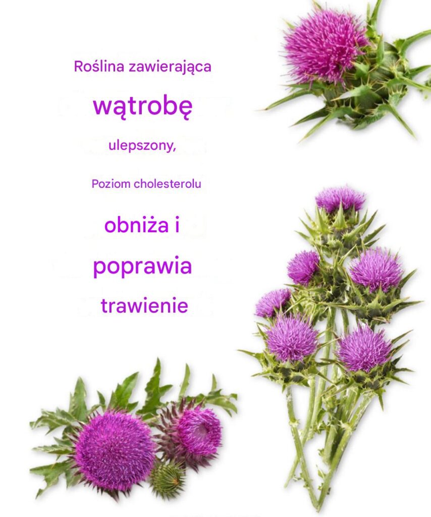 RO_LINA__KT_RA_POPRAWIA_PRAC__W_TROBY__OBNI_A_POZIOM_CHOLESTEROLU_I_POPRAWIA_TRAWIENIE RO_LINA__KT_RA_POPRAWIA_PRAC__W_TROBY__OBNI_A_POZIOM_CHOLESTEROLU_I_POPRAWIA_TRAWIENIE