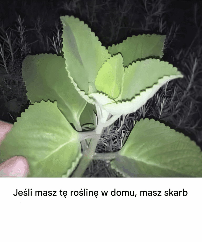 Ro_lina__kt_r__masz_w_domu__jest_warta_z_ota