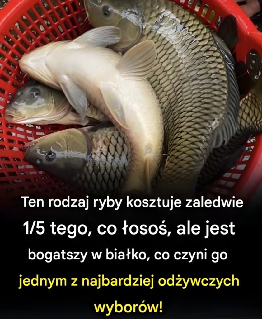 Ten_rodzaj_ryby_kosztuje_zaledwie_1_5_tego__co__oso___ale_jest_bogatszy_w_bia_ko__co_czyni_go_jednym_z_najbardziej_od_ywczych_wybor_w_-1 Ten_rodzaj_ryby_kosztuje_zaledwie_1_5_tego__co__oso___ale_jest_bogatszy_w_bia_ko__co_czyni_go_jednym_z_najbardziej_od_ywczych_wybor_w_-1