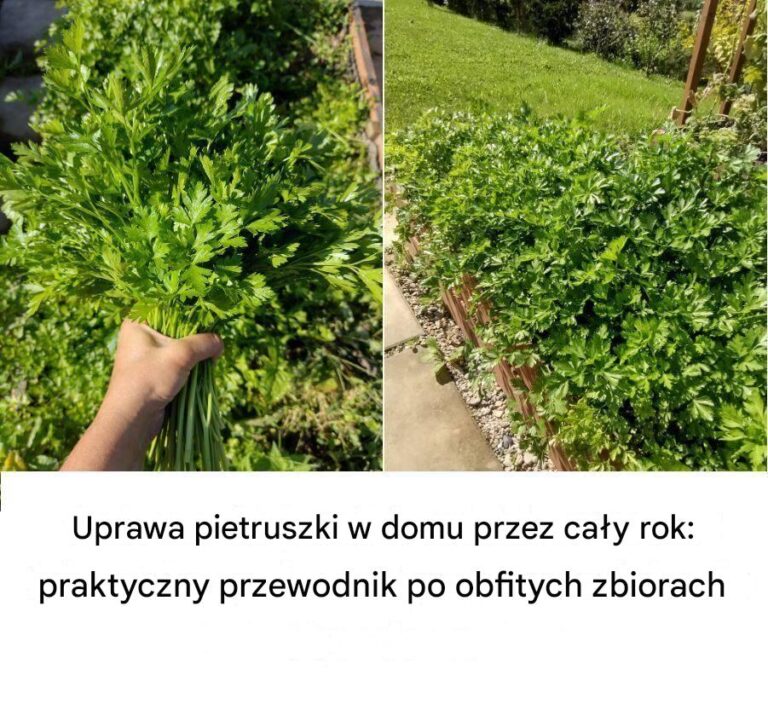 Uprawa_pietruszki_w_domu_przez_ca_y_rok__praktyczny_przewodnik_po_obfitych_zbiorach