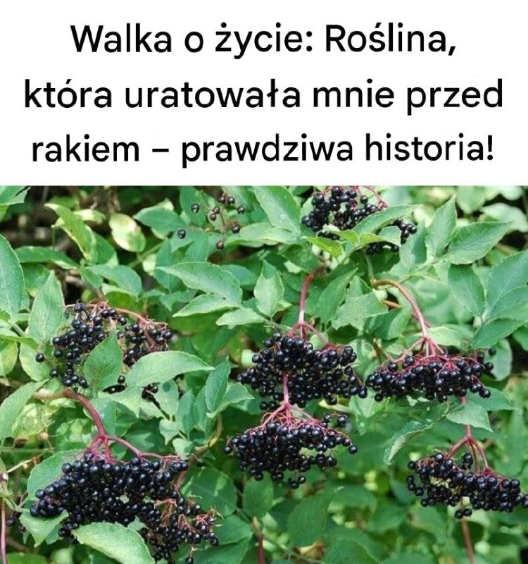 Walcz_z_rakiem__20_produkt_w__kt_rych_koniecznie_musisz_spr_bowa_ Walcz_z_rakiem__20_produkt_w__kt_rych_koniecznie_musisz_spr_bowa_
