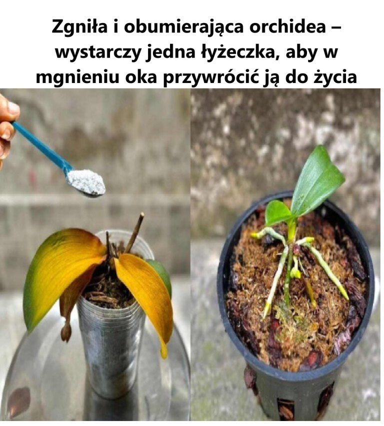 Zgni_a_i_obumieraj_ca_orchidea___wystarczy_jedna__y_eczka__aby_w_mgnieniu_oka_przywr_ci__j__do__ycia