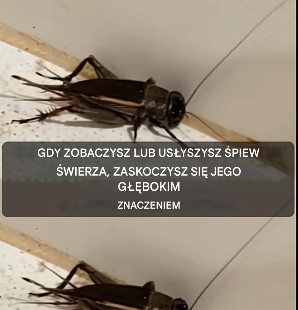 wierszcze__symbolika_i_znaczenie_ich_ogl_dania_lub_s_yszenia_podczas__piewu wierszcze__symbolika_i_znaczenie_ich_ogl_dania_lub_s_yszenia_podczas__piewu