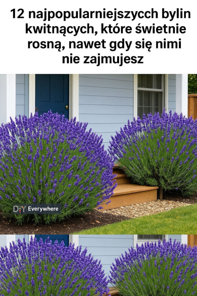 12_najpi_kniejszych_bylin_do_ogrodu__odporne___atwe_w_uprawie_i_przyci_gaj_ce_zapylacze 12_najpi_kniejszych_bylin_do_ogrodu__odporne___atwe_w_uprawie_i_przyci_gaj_ce_zapylacze