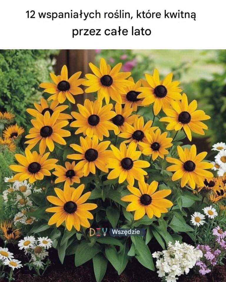 12_pi_knych_ro_lin__kt_re_kwitn__przez_ca_e_lato