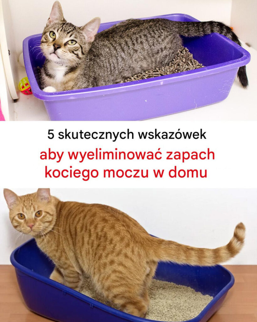 5_niezawodnych_wskaz_wek__jak_pozby__si__zapachu_kociego_moczu_w_domu-1 5_niezawodnych_wskaz_wek__jak_pozby__si__zapachu_kociego_moczu_w_domu-1