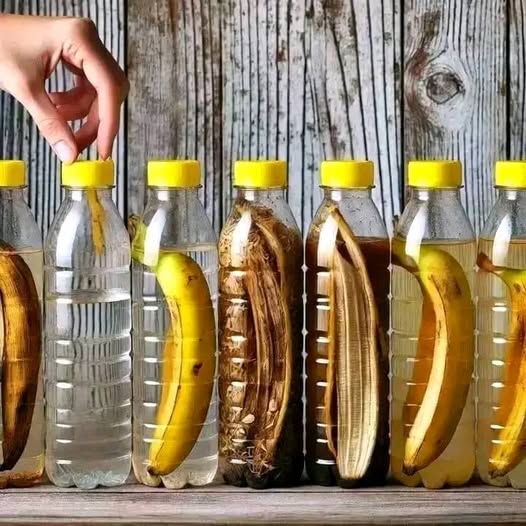 Banan Banan
