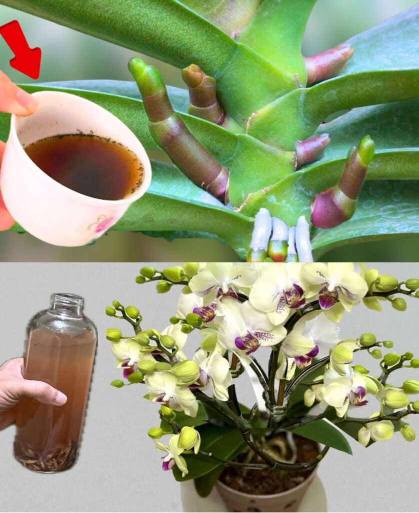 Bardzo_li_ciasta_orchidea__je_li_podlejesz_j__tym__b_dzie_10_razy_pi_kniejsza-1 Bardzo_li_ciasta_orchidea__je_li_podlejesz_j__tym__b_dzie_10_razy_pi_kniejsza-1