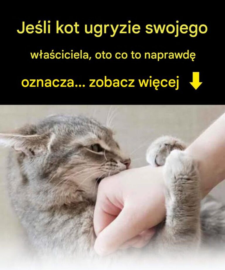 Czy_Tw_j_kot_Ci__podgryza__Oto_co_to_oznacza