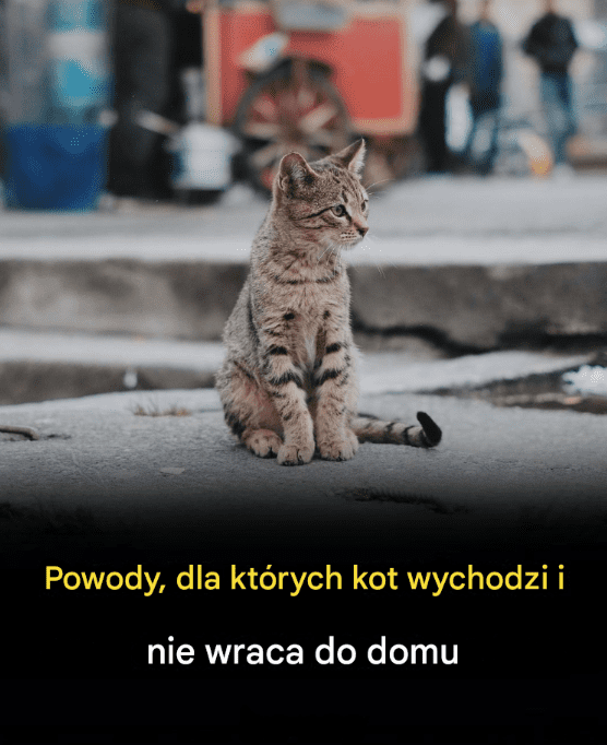 Dlaczego_koty_opuszczaj__dom_i_ju__do_niego_nie_wracaj_