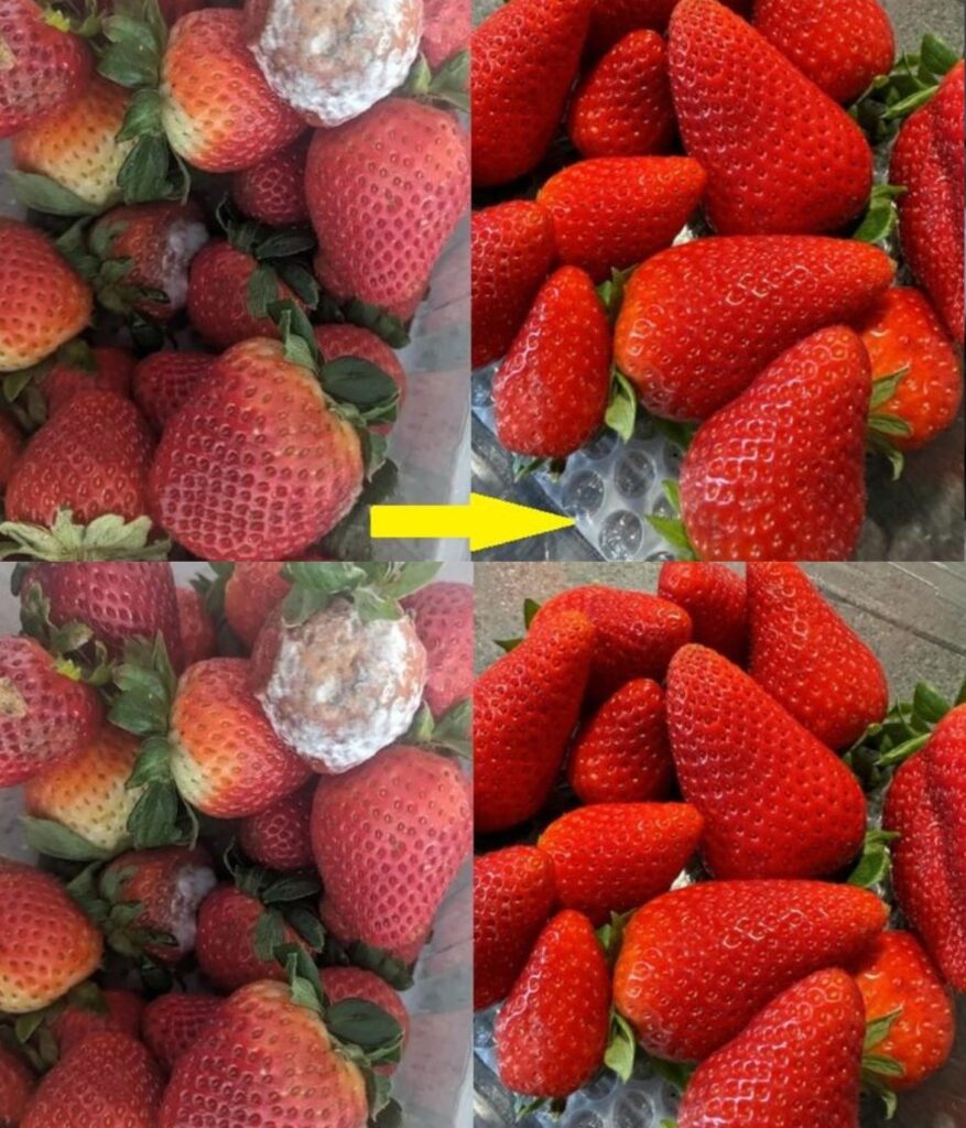 Jak_zachowa___wie_o___truskawek_na_d_u_ej__koniec_z_rozmi_k_ymi_truskawkami_-1 Jak_zachowa___wie_o___truskawek_na_d_u_ej__koniec_z_rozmi_k_ymi_truskawkami_-1