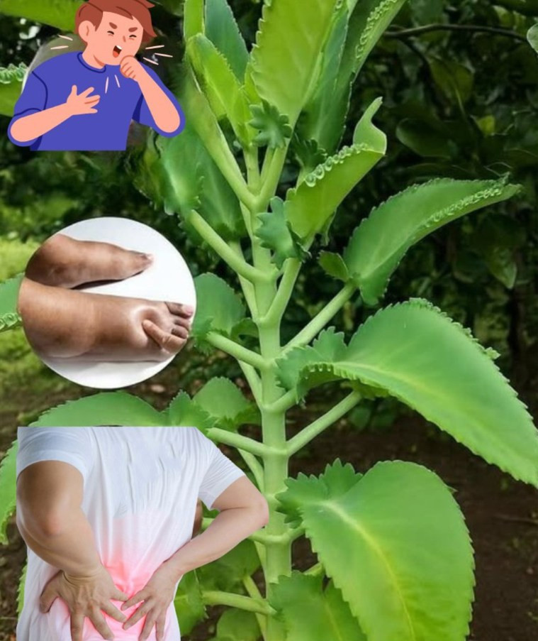 Kalanchoe__Zielony_skarb_domowej_apteczki__kt_ry_koi_i_wzmacnia_zdrowie Kalanchoe__Zielony_skarb_domowej_apteczki__kt_ry_koi_i_wzmacnia_zdrowie