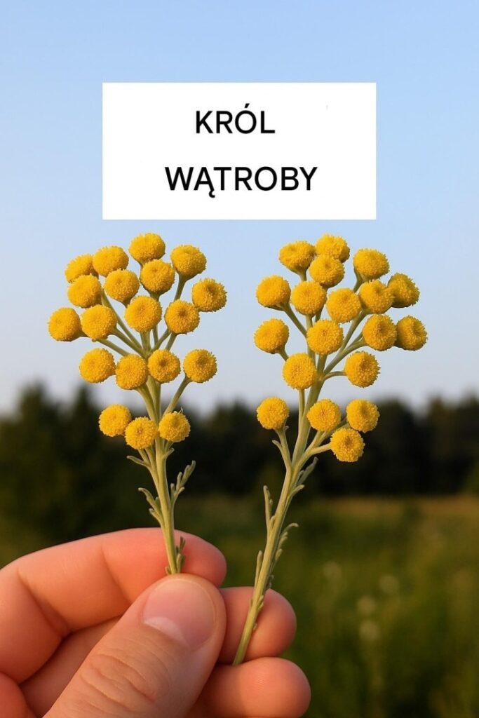 Kmin_piaskowy__Helichrysum_arenarium____nie_miertelna_ro_lina_medycyny_tradycyjnej-2 Kmin_piaskowy__Helichrysum_arenarium____nie_miertelna_ro_lina_medycyny_tradycyjnej-2