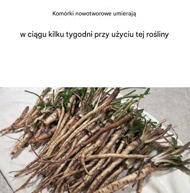 Kom_rki_rakowe_gin__w_ci_gu_kilku_tygodni_dzi_ki_tej_ro_linie Kom_rki_rakowe_gin__w_ci_gu_kilku_tygodni_dzi_ki_tej_ro_linie