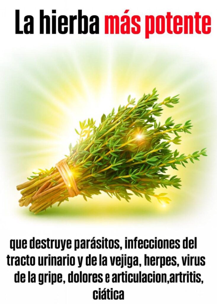 La_hierba_m_s_potente_que_acaba_con_los_par_sitos___infecciones_urinarias_y_herpes La_hierba_m_s_potente_que_acaba_con_los_par_sitos___infecciones_urinarias_y_herpes