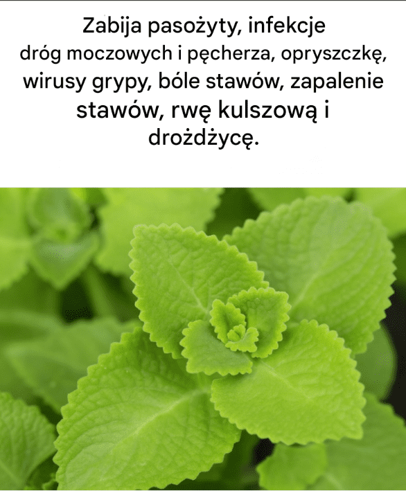 Magiczne_oregano__sekretny_sojusznik_Twojej_kuchni Magiczne_oregano__sekretny_sojusznik_Twojej_kuchni