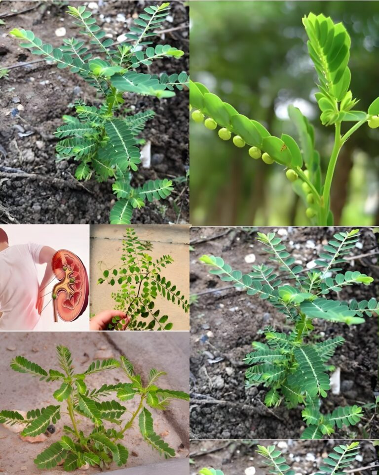 Niezwyk_e_korzy_ci_zdrowotne_Mimosa_Pudica__zio_o_lecznicze