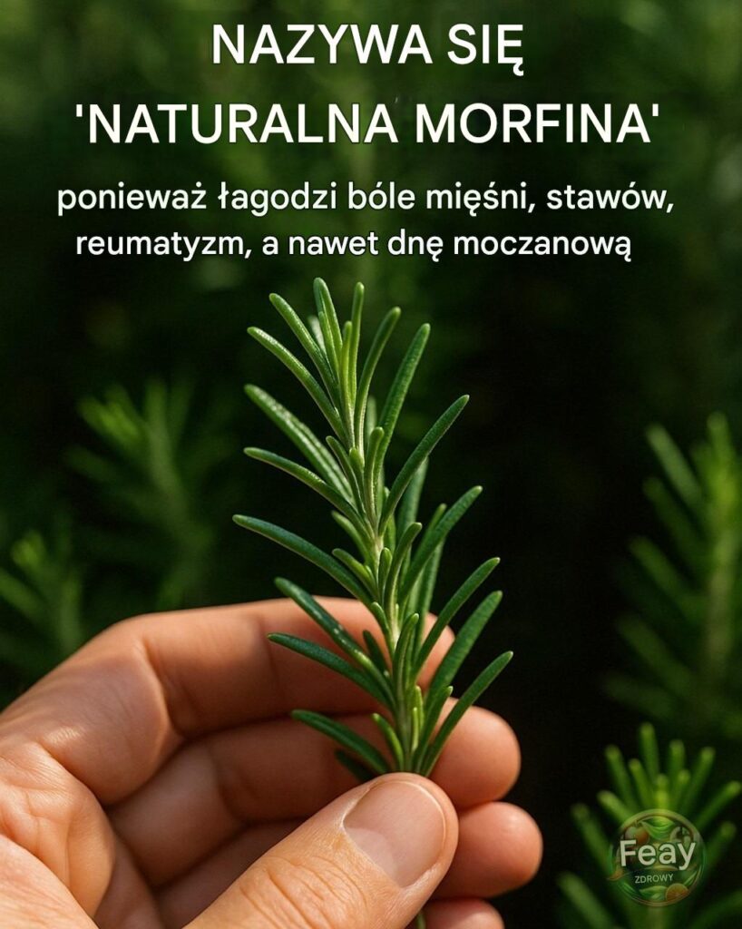 Odkryj_moc_rozmarynu___Naturalna_morfina__w_Twoim_domu-1 Odkryj_moc_rozmarynu___Naturalna_morfina__w_Twoim_domu-1
