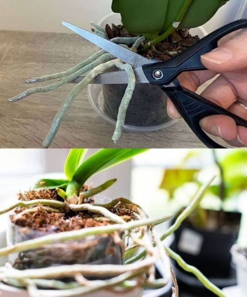 Orchidee__kostki_Sterke_i_kwiaty_bardziej_zat_oczone_ni__kiedykolwiek_w_windach__nikt_o_tym_nie_my_li Orchidee__kostki_Sterke_i_kwiaty_bardziej_zat_oczone_ni__kiedykolwiek_w_windach__nikt_o_tym_nie_my_li