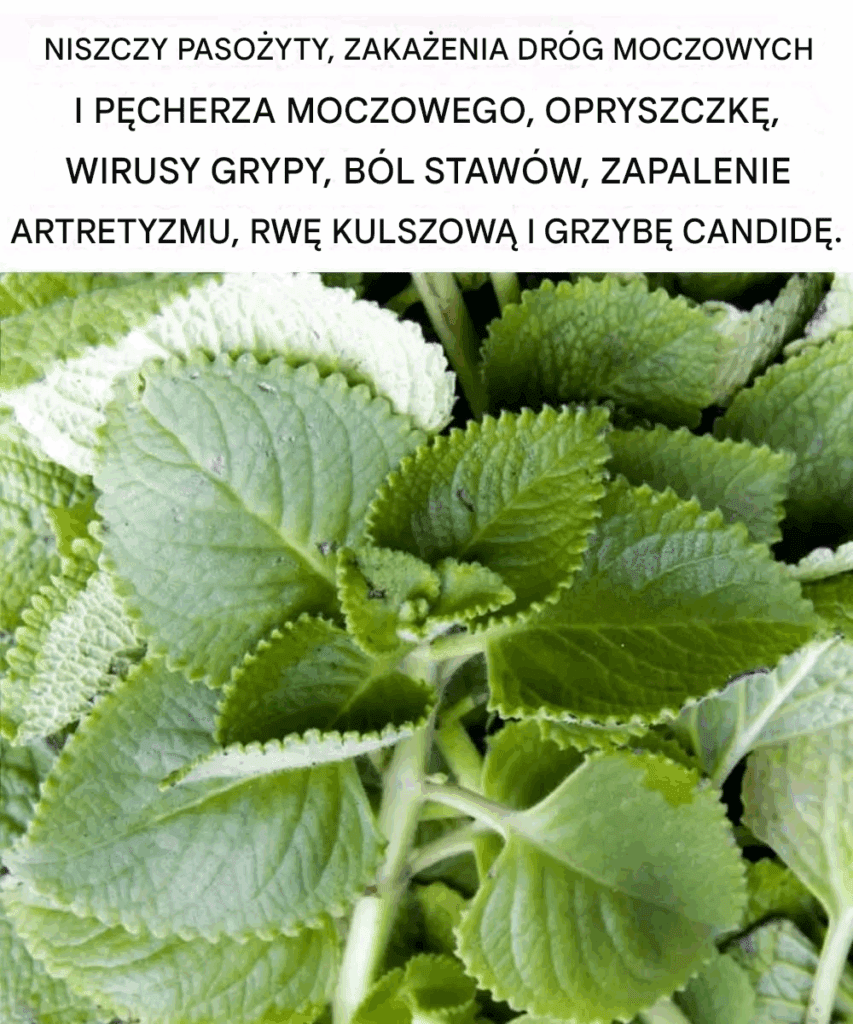 Oregano__Ma_y__ale_pot__ny_uzdrowiciel_przyrody Oregano__Ma_y__ale_pot__ny_uzdrowiciel_przyrody