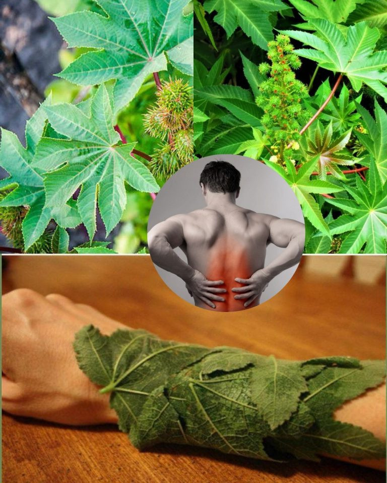 Pot__ne_korzy_ci_z_li_ci_r_cznika__o_kt_rych_mo_esz_nie_wiedzie_ Pot__ne_korzy_ci_z_li_ci_r_cznika__o_kt_rych_mo_esz_nie_wiedzie_