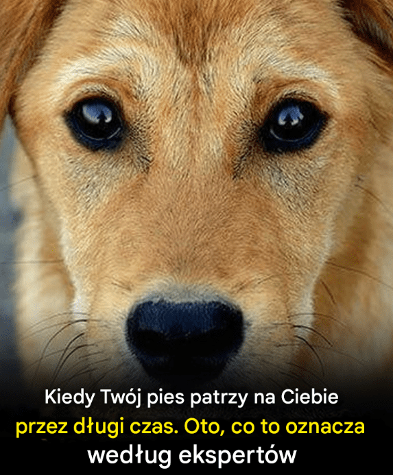 Prawdziwe_znaczenie_wpatrywania_si__psa_w_Twoje_oczy Prawdziwe_znaczenie_wpatrywania_si__psa_w_Twoje_oczy
