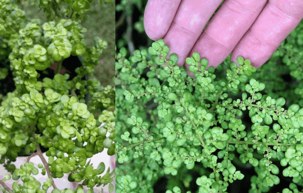 Ukryty_skarb_w_Twoim_ogrodzie__Pilea_Microphylla Ukryty_skarb_w_Twoim_ogrodzie__Pilea_Microphylla