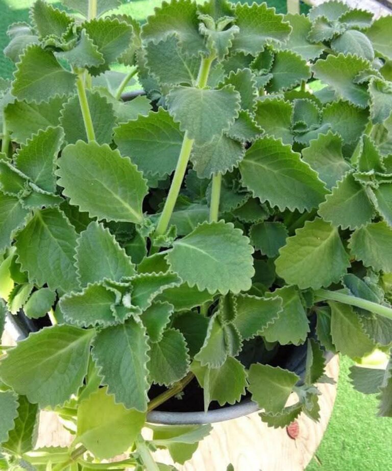 Wystarczy_jeden_listek_oregano_dziennie__a_nie_b_dziesz_ju__cierpie__z_powodu