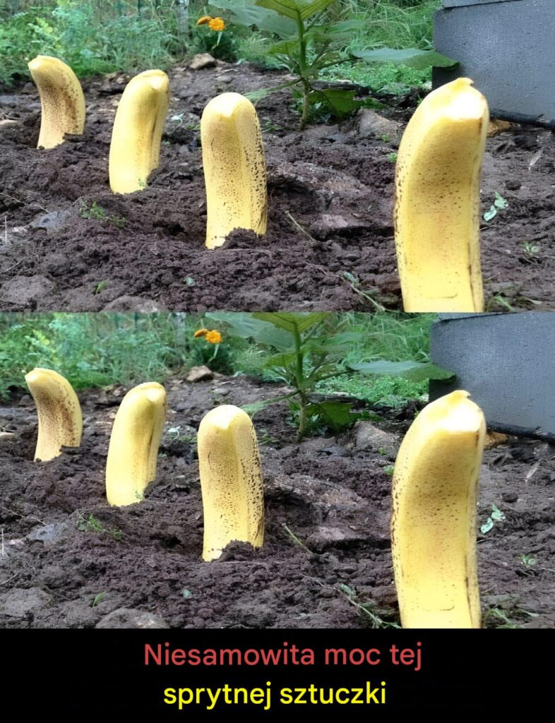 Zakop_banana_w_ziemi___niesamowity_efekt_po_7_dniach_ Zakop_banana_w_ziemi___niesamowity_efekt_po_7_dniach_