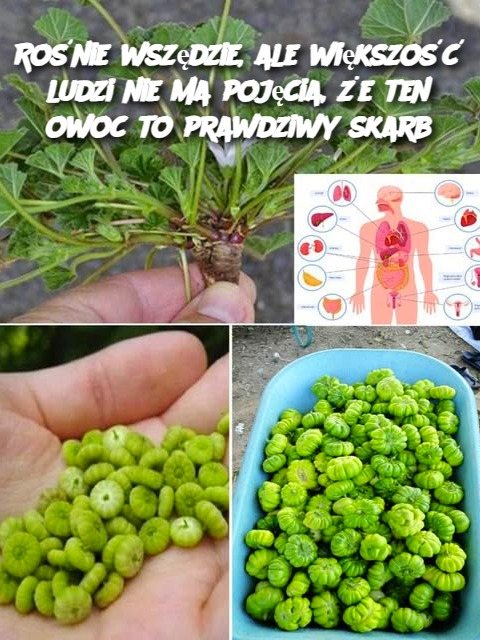 https___tatwy_przepis_n_asckat_com_kurczak_z_mozzarella_soczyste_kotleciki_ktore_rozpieszcza_twoje_zmysly_ https___tatwy_przepis_n_asckat_com_kurczak_z_mozzarella_soczyste_kotleciki_ktore_rozpieszcza_twoje_zmysly_