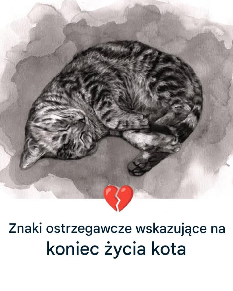 11_oznak___e_Tw_j_kot_zbli_a_si__do_ko_ca